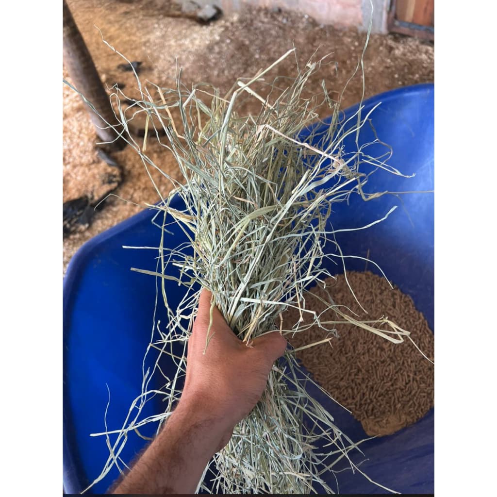 2 kg de Feno Pequenos Pets Super Premium Para Coelhos, Porquinho Da Índia e Roedores