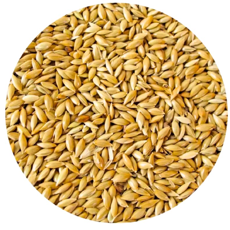 ALPISTE 10Kg (2 x 5 Kg) - Peneirado e soprado - Genética Canadense - Supramix.