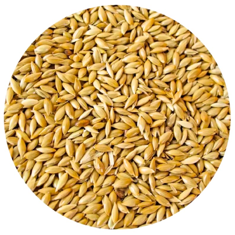 Alpiste 10Kg (2 x 5 Kg) - Peneirado e soprado - Genética Canadense - Supramix.