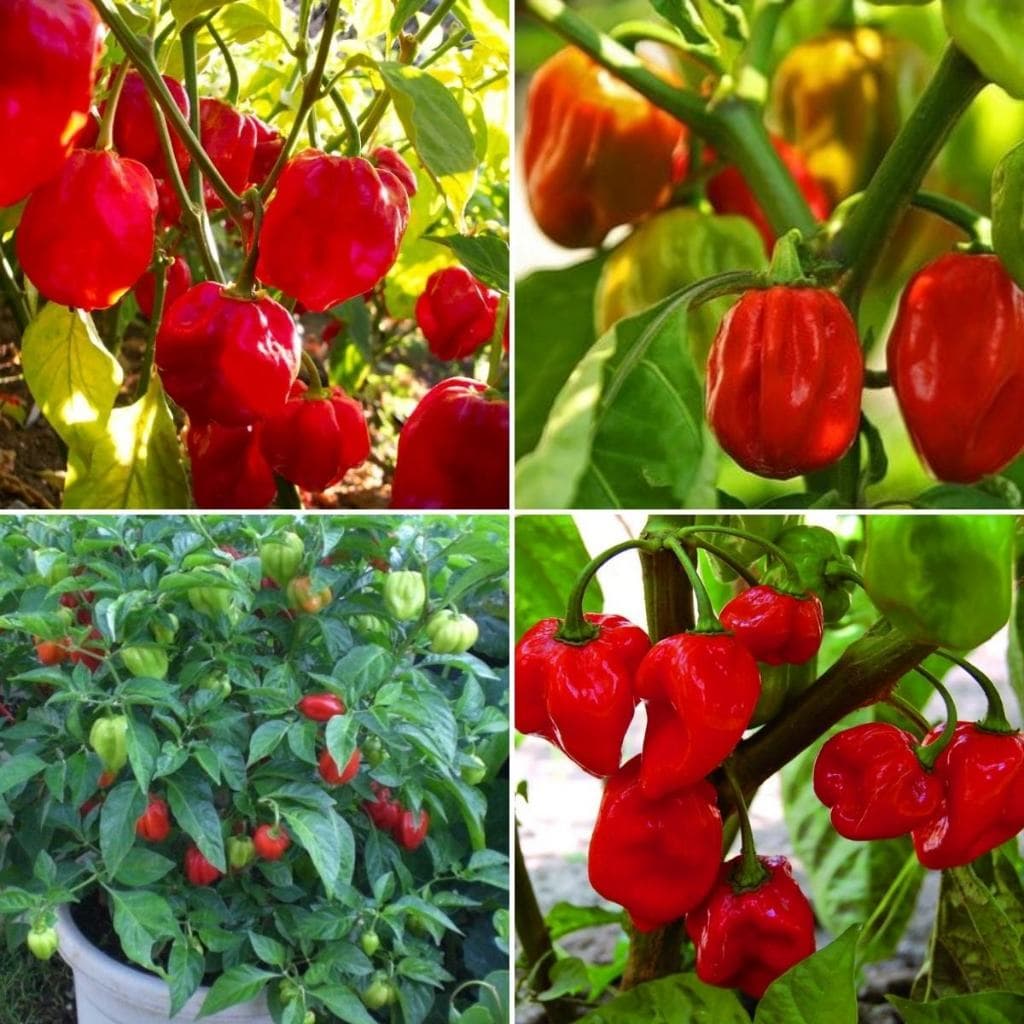 Sementes de Pimenta Habanero Red/ Vermelha Hortaliças para Vaso