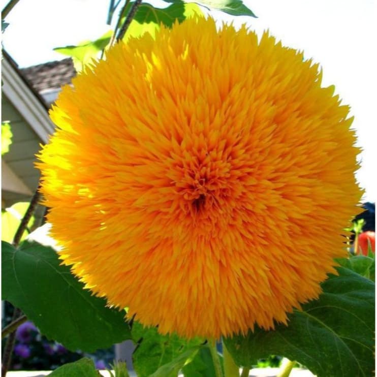 Sementes Girassol Dobrado Anão