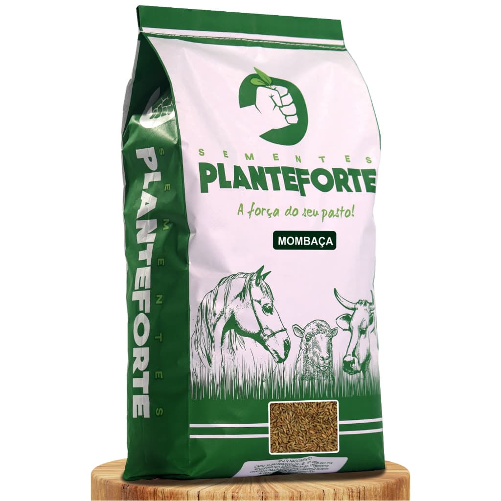 Semente Capim Mombaça 5kg