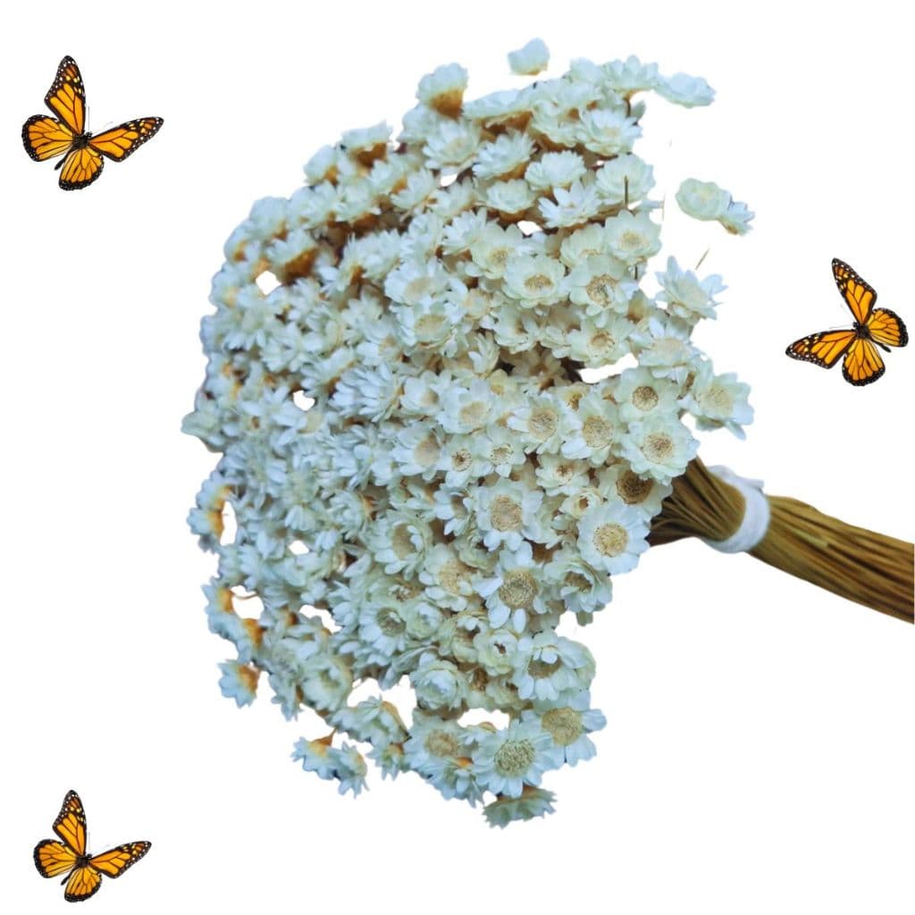 Kit Florzinha Sempre Viva Branca Premium  até 600 Flores para Decoração e Artesanato