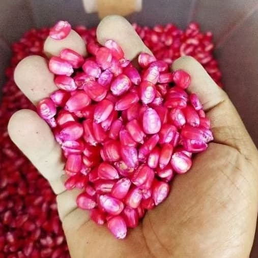 Sementes de Milho Doce para Plantar - Milho Rosa Plantio Plantação Pamonha Doce