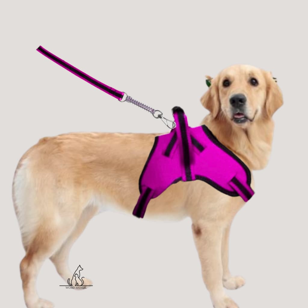 Coleira Peitoral Cachorros Portes Grandes Médios com Guia Amortecedor dog pet grande varias cores