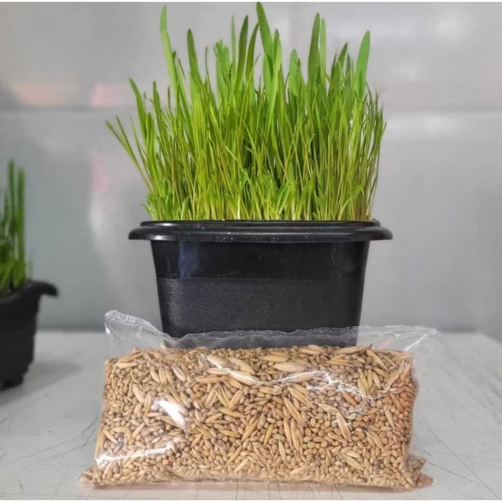 Graminha Gatos Auxilia Na Digestão 150 gramas