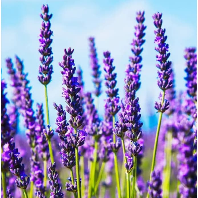 Sementes de Lavanda Verdadeira Alfazema