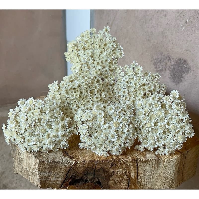 600 florzinhas SEMPRE VIVA natural seca/desidratadas para arranjos e decorações!!!