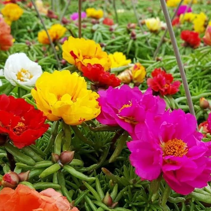 Sementes Onze Horas Dobrada Sortida