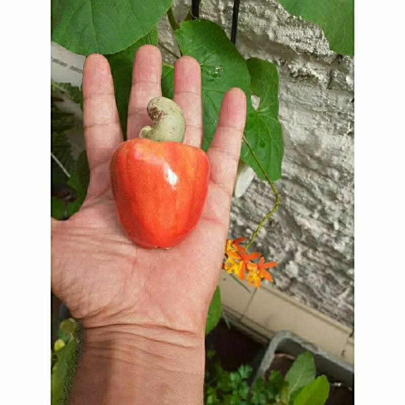 Semente Caju Vermelho Anão  plantar sítio vaso OFERTA RELÂMPAGO