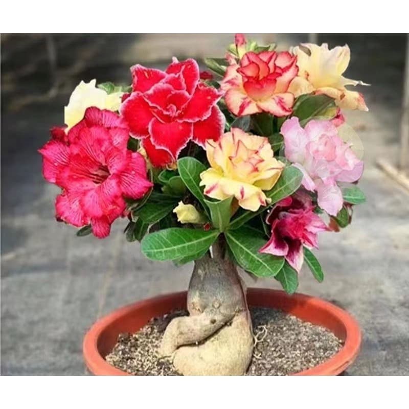 2000 Tipos Rosa do Deserto  tailandesa Rasas Triplas/ Dobradas Sortidas - 5 sementes por pacote