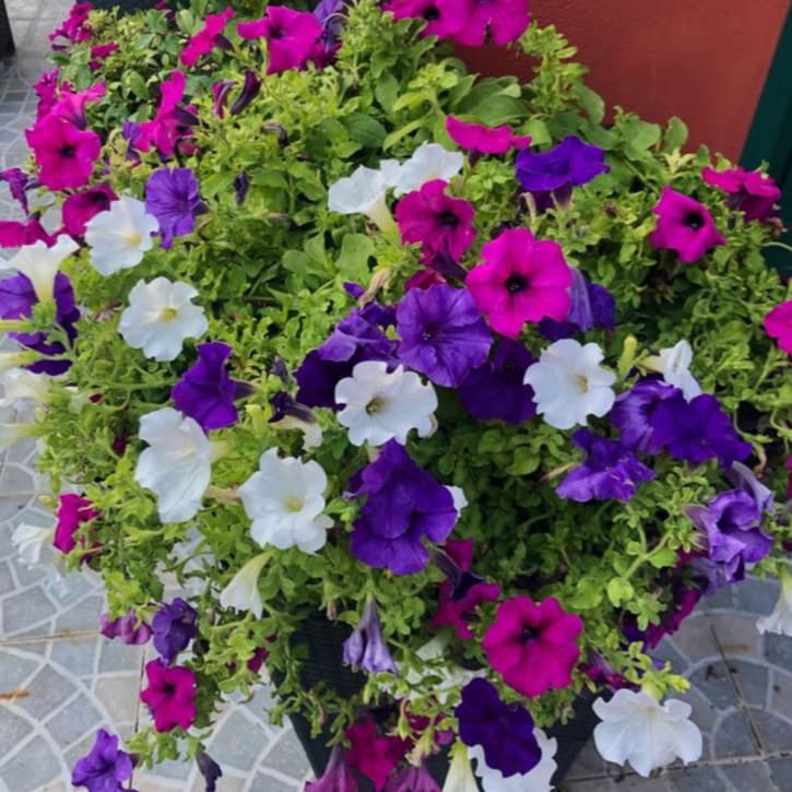 Sementes Petúnia Multíflora Anã Sortida