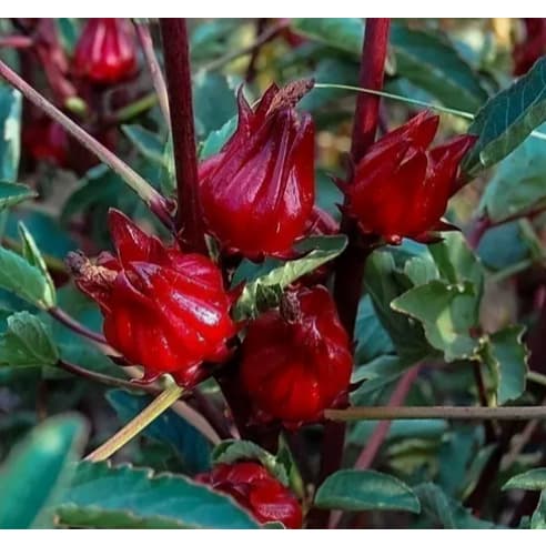 Sementes De Hibisco Vinagreira / Cuxa P/ Mudas