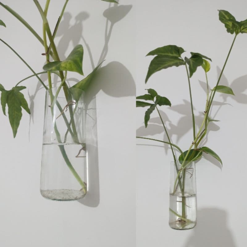 Vaso Hidroponico Decoração de Parede para Casa e festa no Geral