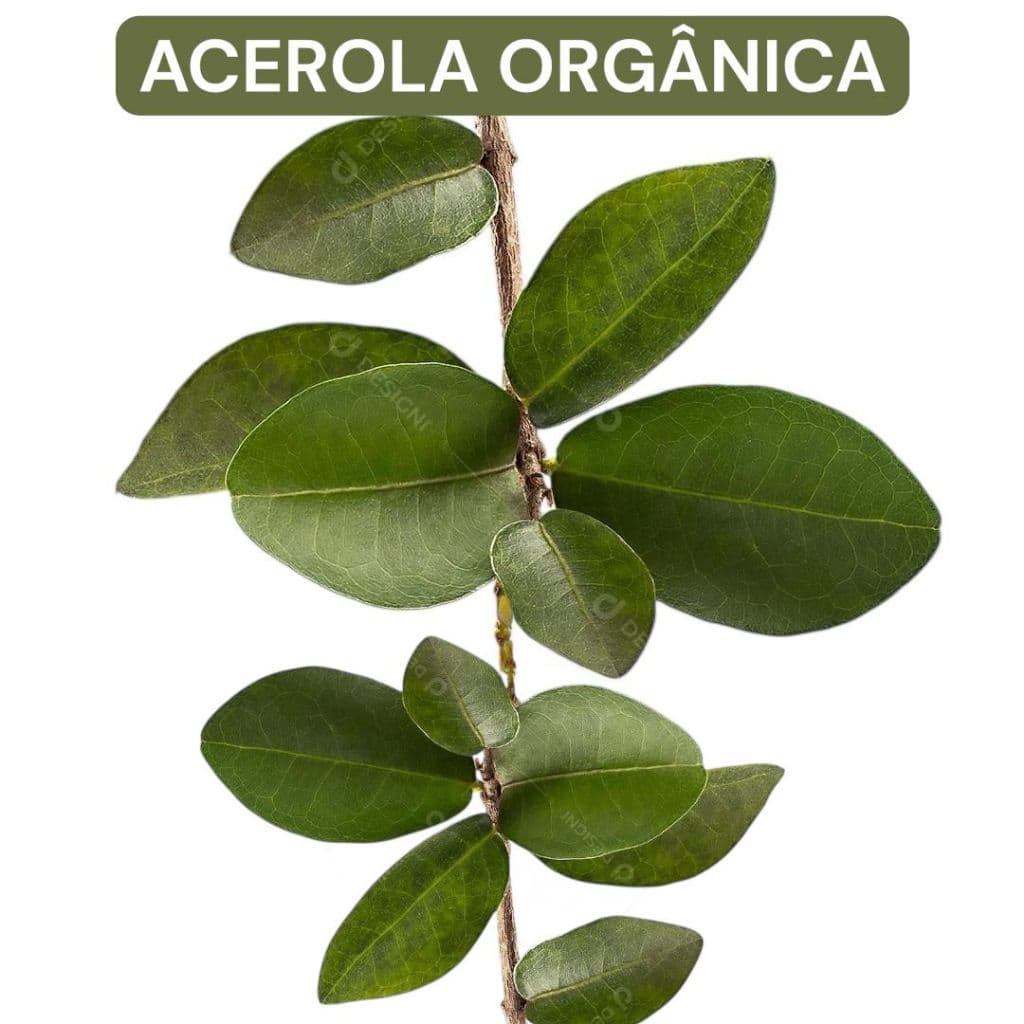 Galhos de ACEROLA 100% Natural e Orgânico para Coelhos e Roedores