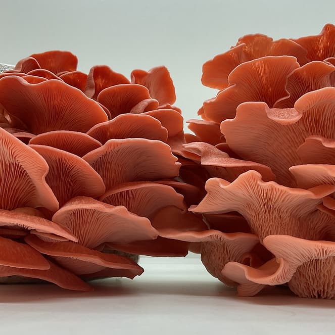 Kit Shimeji(econômico) - Micelio de cogumelo Pleurotus sp