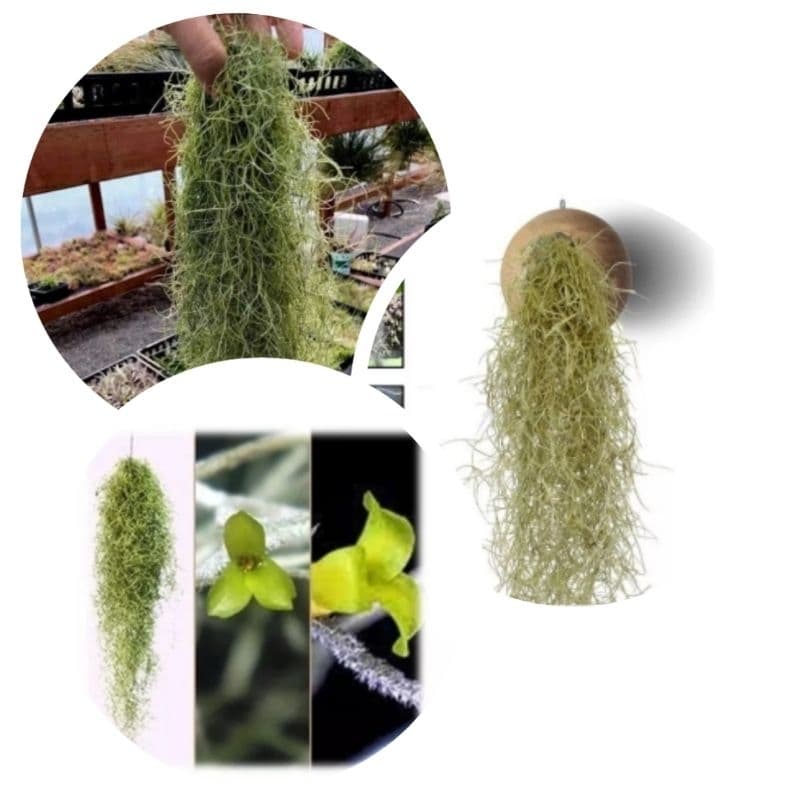 kit 1 Tilandesia Usneoideos–Barba de Velho 90gramas.