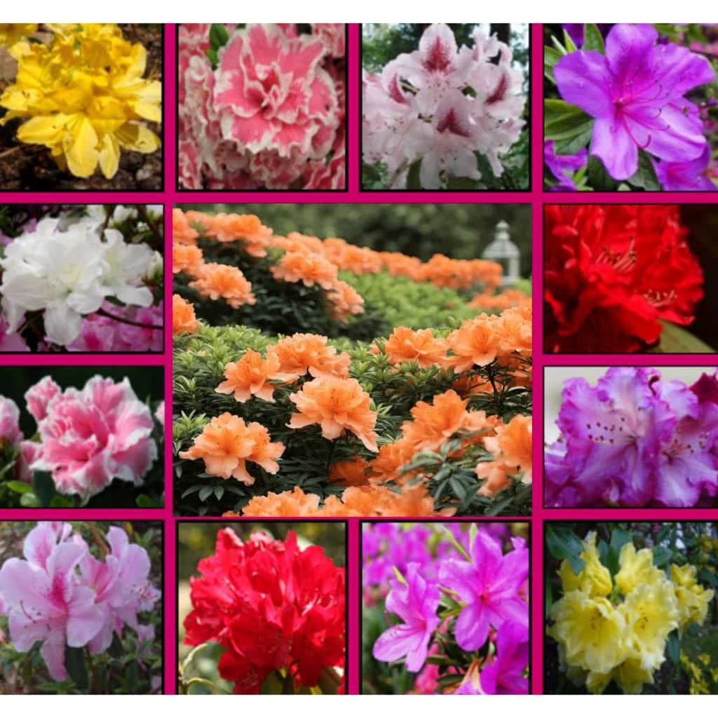 Mix 10 tipos de Azaleia Florescer  30 Sementes