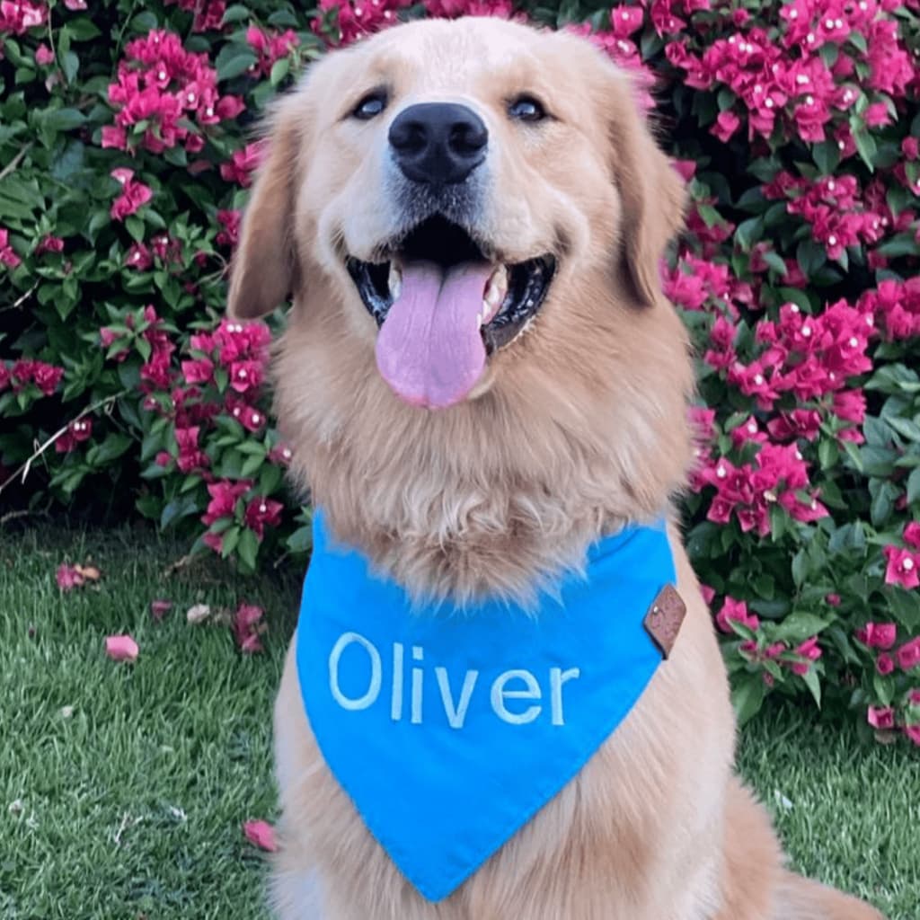 Bandana Pet lisa COM NOME BORDADO - Cães e Gatos - Varias Cores e tamanhos - Artesanal Premium