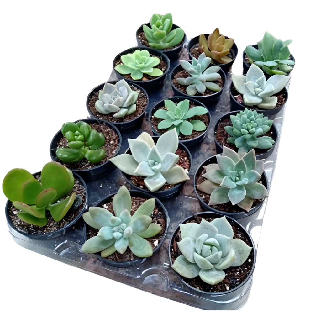 Kit 30 Mini Suculentas Sortidas Lembrancinhas de Festas | Casamento | Eventos Promoção Melhor Preço