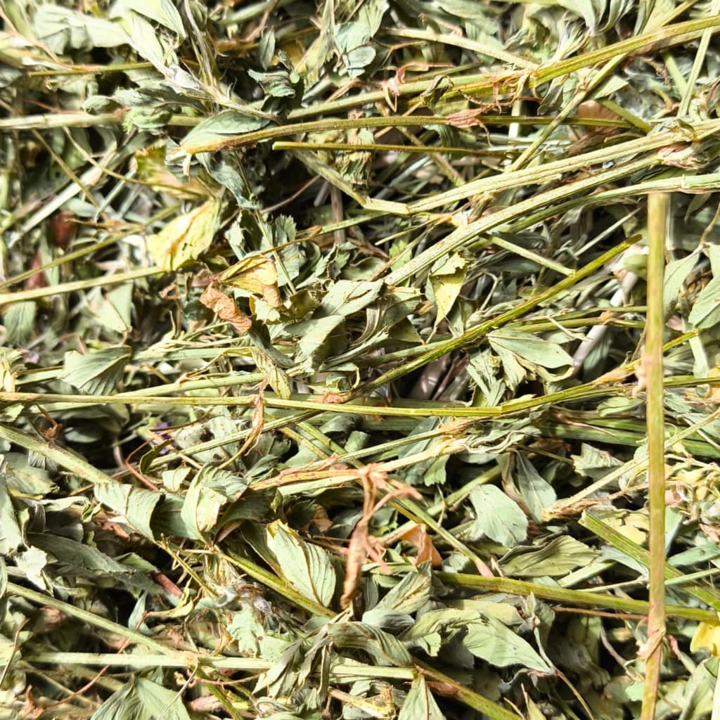 0,5kg de Feno de Alfafa Premium