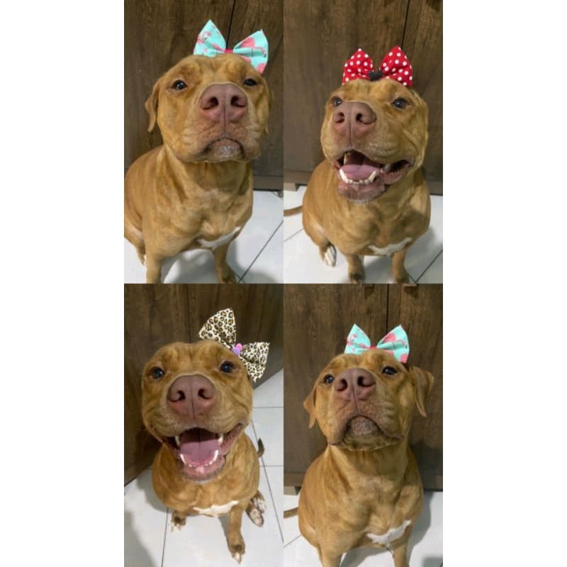 Laço Pet para Pêlo Curto para Cães Fêmeas Regulável