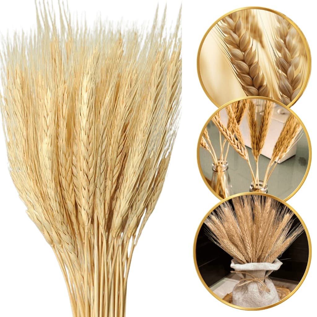 200 Trigo Seco Natural Desidratado decoração Festa Santa Ceia