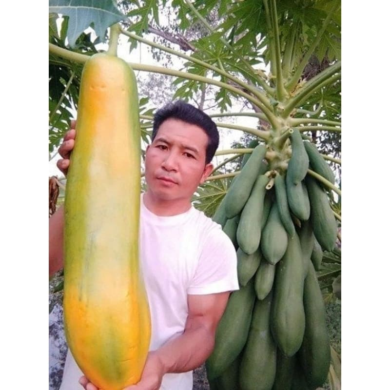 Sementes Mamão Gigante poupa vermelha intensa Maxdiver 15 unidades