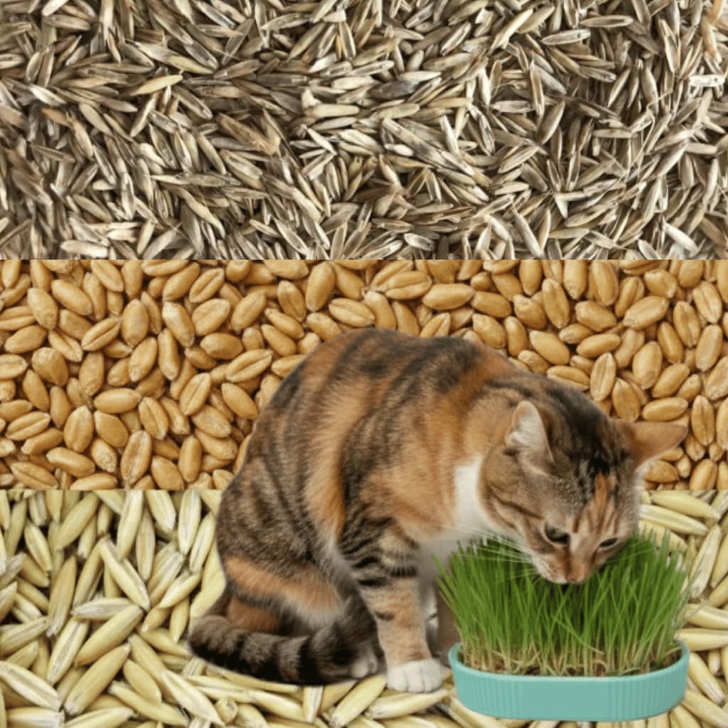 Sementes Grama Pet Gato Cachorro para Plantio Hidropônico ou Solo/Terra Mix Aveia Trigo e Azevem