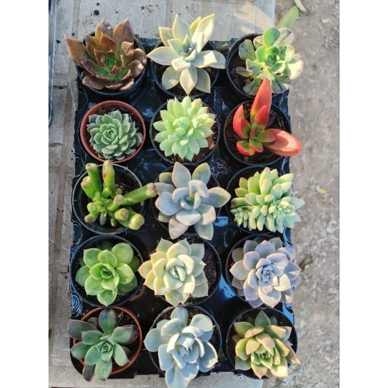 Suculentas Naturais kit 12 com vasinhos para Lembrancinhas