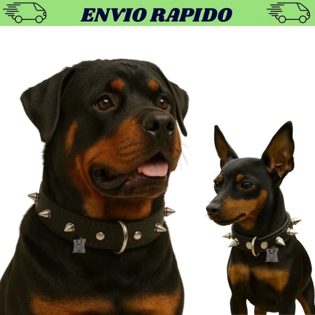 Coleira De Couro Cachorro Fina Com Cravo (Spike) Ajustável Reforçada Pet Pequeno Médio Porte Envio 24 Horas