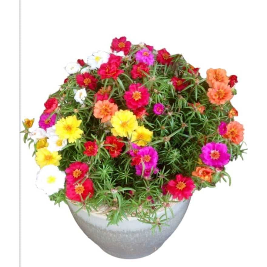 1200 sementes de portulaca , cores sortidas