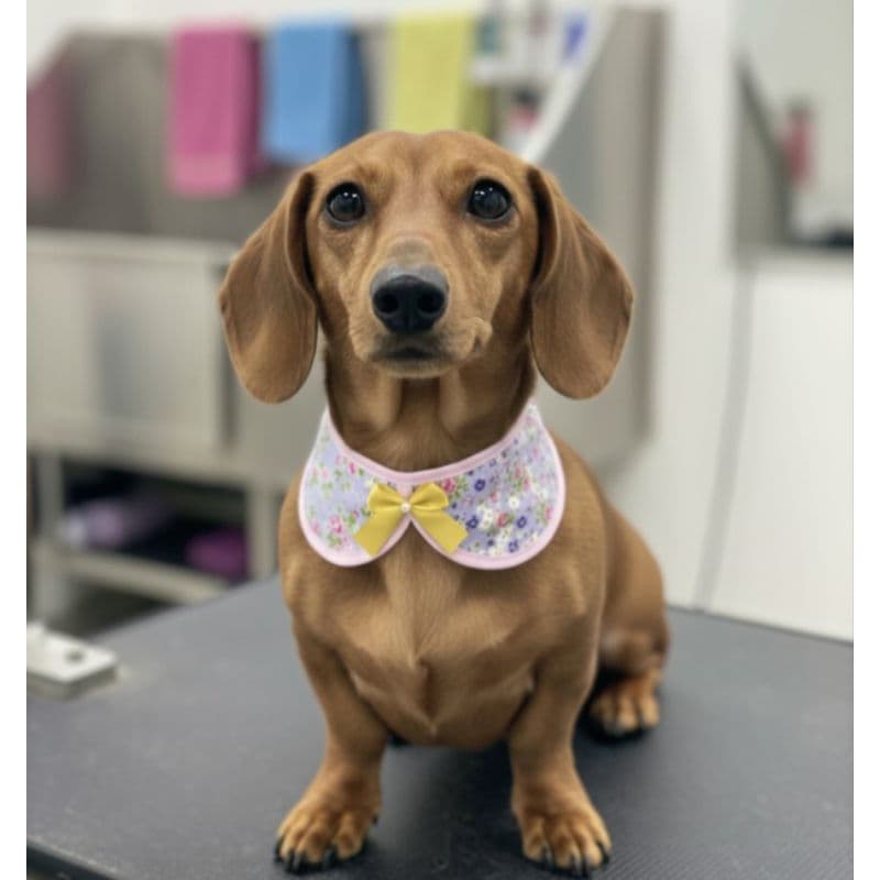 Colarinho Babador  Fêmea 10 unidades  Pet Shop Banho e Tosa