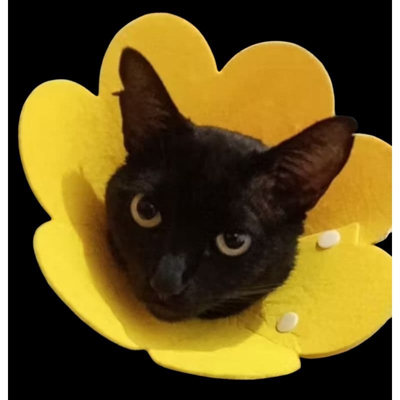 Coleira De Recuperação De Gatos Cachorro De Estimação Prevenir Mordida Elizabeth Circle E-Collar Cute Anti Lick  Cone