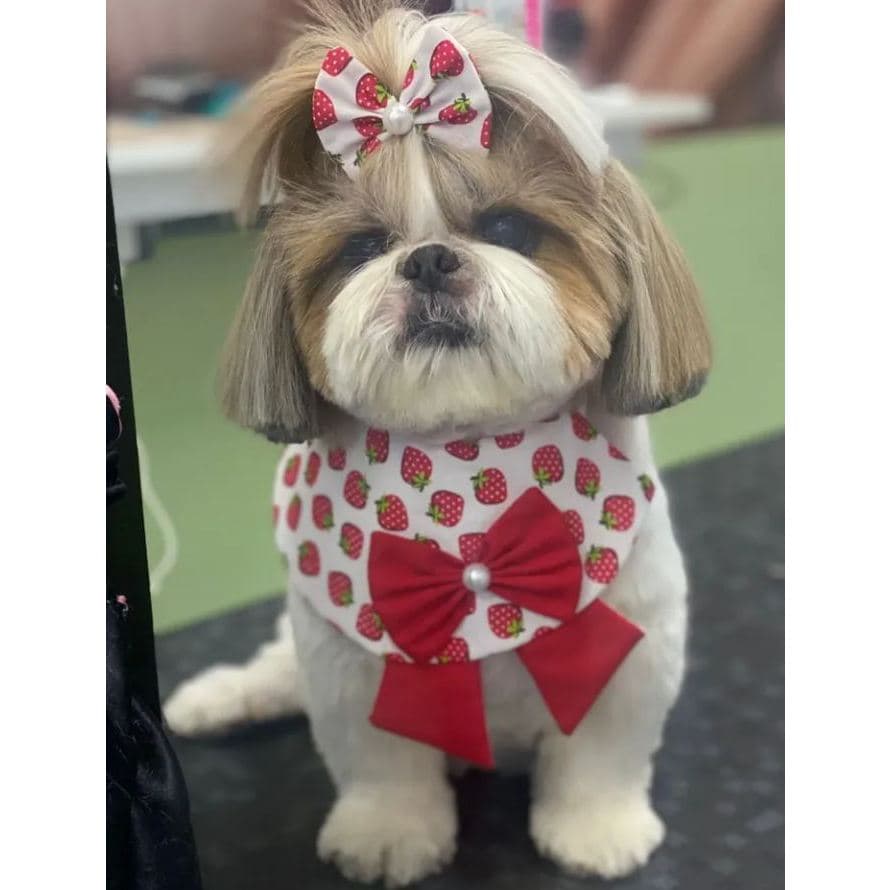 5  Bandanas Pets + 5 lacinhos roupinha pet Colarinho de pescoço Acessório Banho e Tosa e Pet Shop.