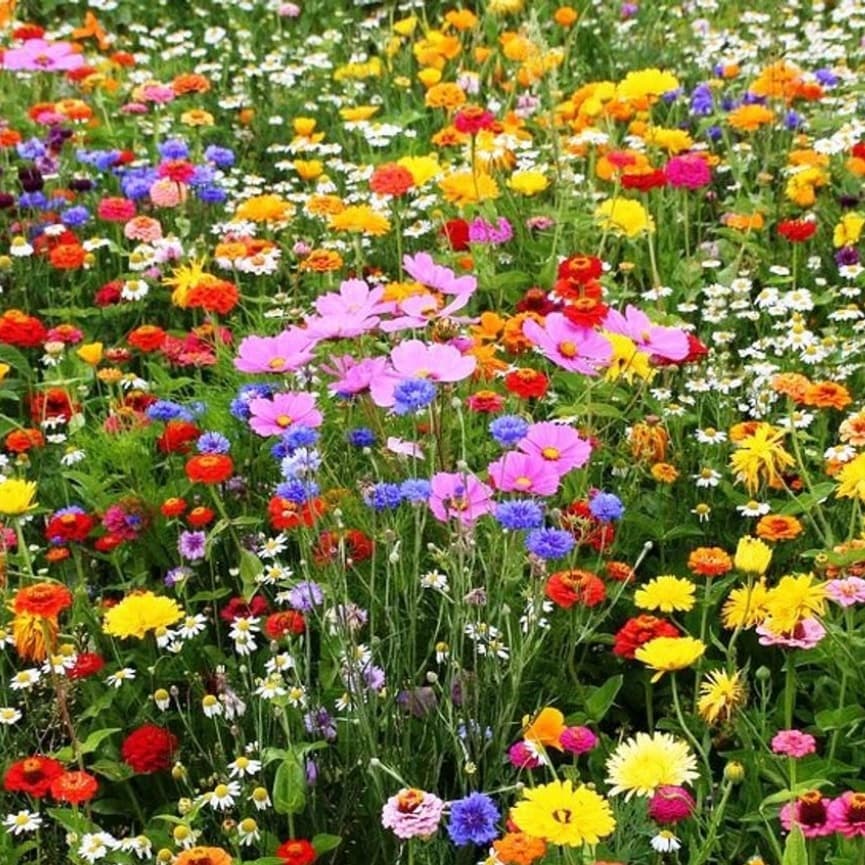 Mix 500 Sementes de Flores Sortidas - 18 Espécies Misturadas - Para Jardim e Floreiras - Fácil cultivo!
