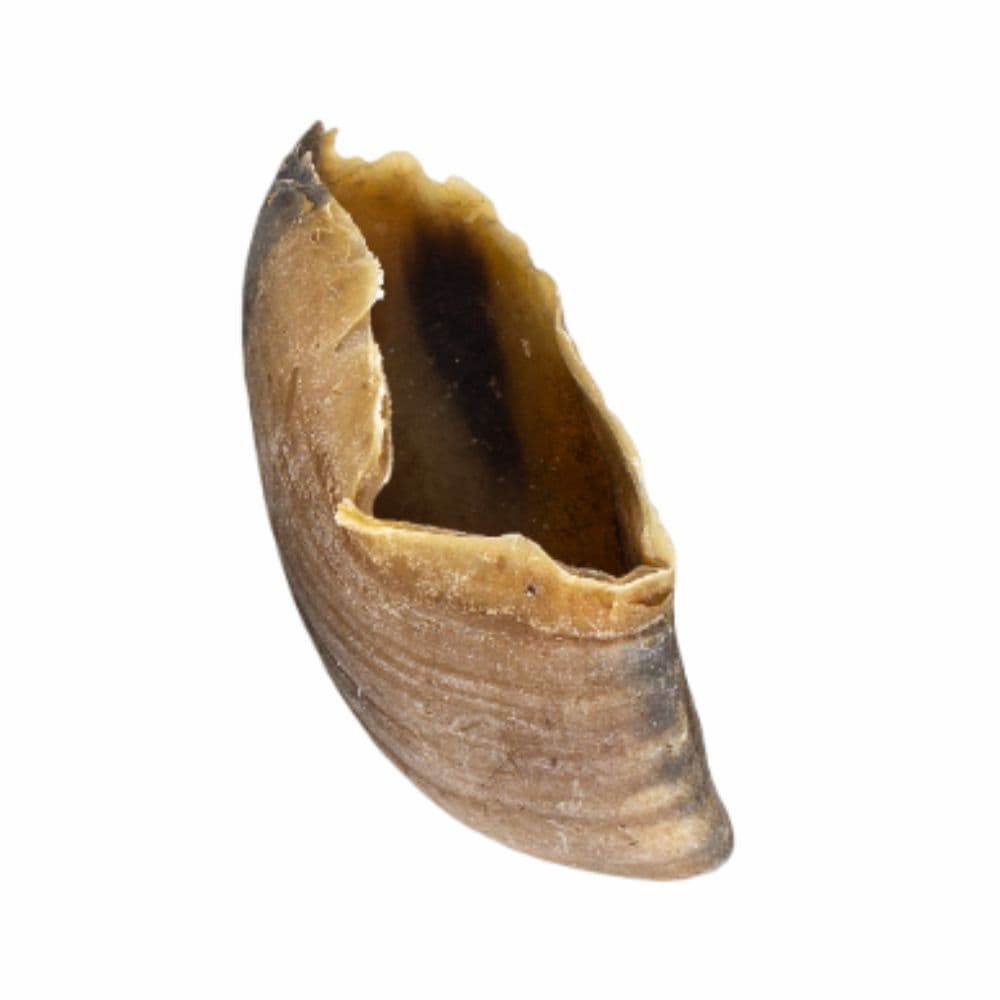 Casco Bovino Mordedor 100% Natural - 2un