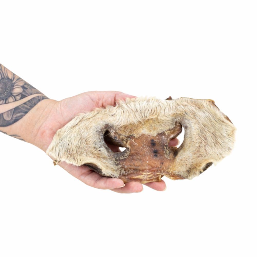 Focinho Bovino Mastigável 100% Natural - 1un