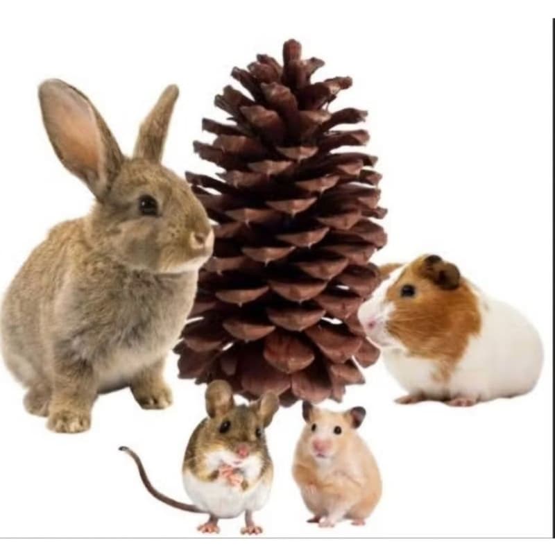 35 Pinhas Naturais com AVARIAS, recomendada para Pet, roedores ou aves