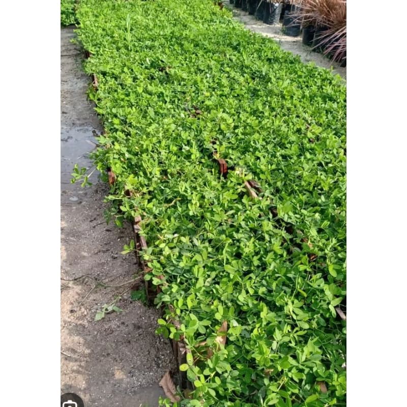 grama amendoim forrageiro raiz nua kit 300 mudas