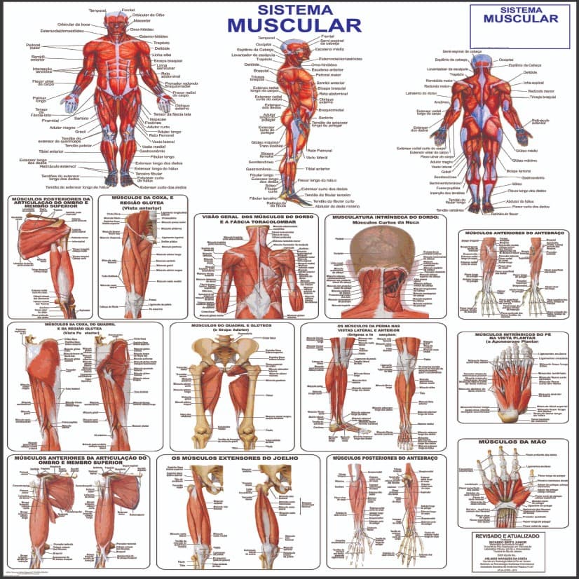 Mapa Do Corpo Humano Sistema Muscular Anatomia 120 cm x  90 cm - Grande