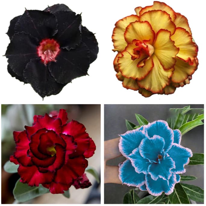 100 Tipos Rosa do Deserto Raras Triplas/ Dobradas Sortidas - 5 Sementes