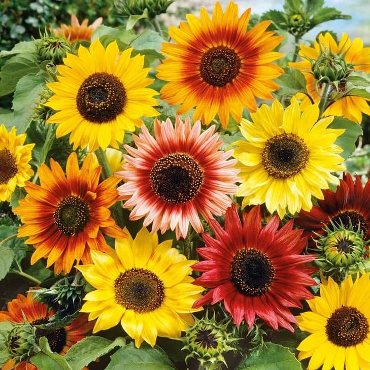 Sementes Girassol Sortido Bonito de Outono