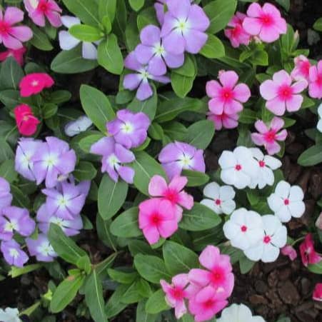 Sementes Vinca Sortida Boa Noite