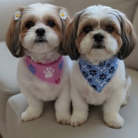 KITS BANDANAS PET COM 10 UNIDADES PARA PET SHOP E BANHO E TOSA FÊMEA/ MACHO