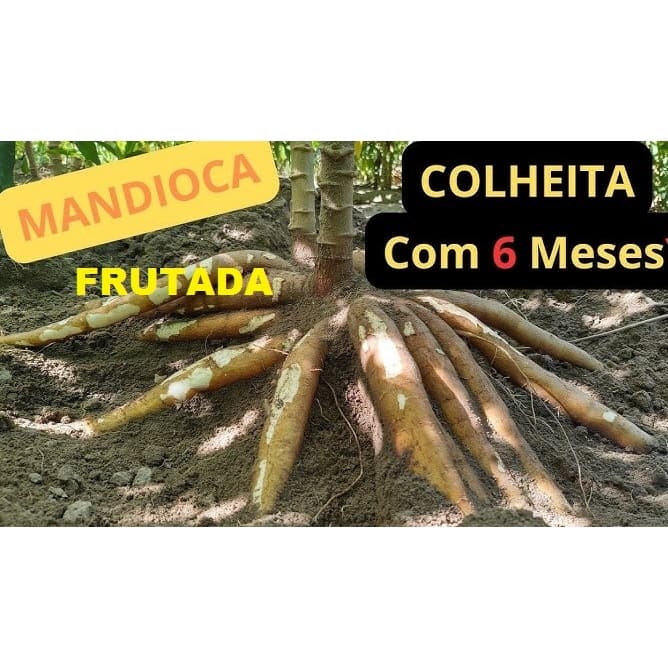 5 Ramas De Mandioca Frutada Doce In-natura mandioca doce Raridade