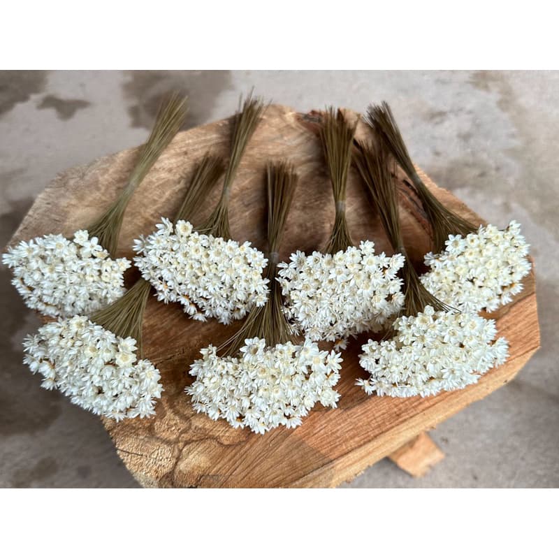 700 florzinhas SEMPRE VIVA natural seca/desidratadas para arranjos e decorações!!!