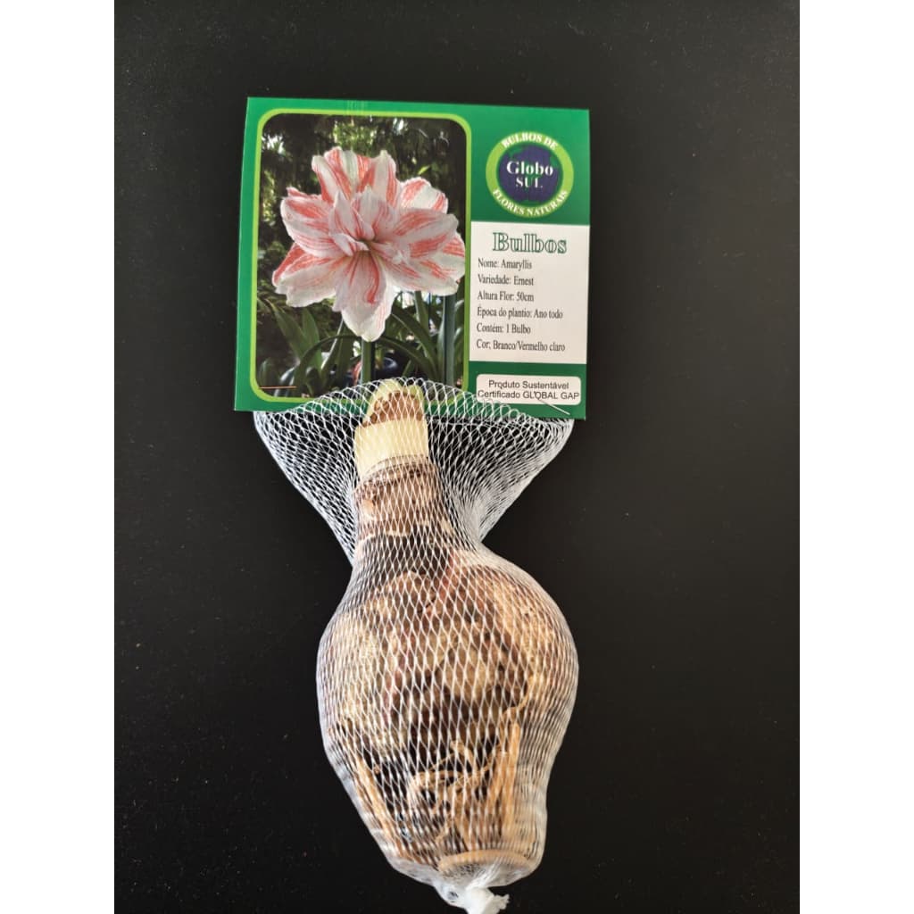 Semente Amarilis Cores definidas