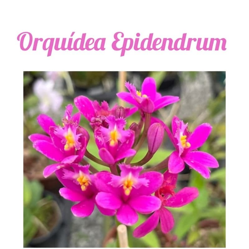 Orquídea Epidendrum Rosa na madeira