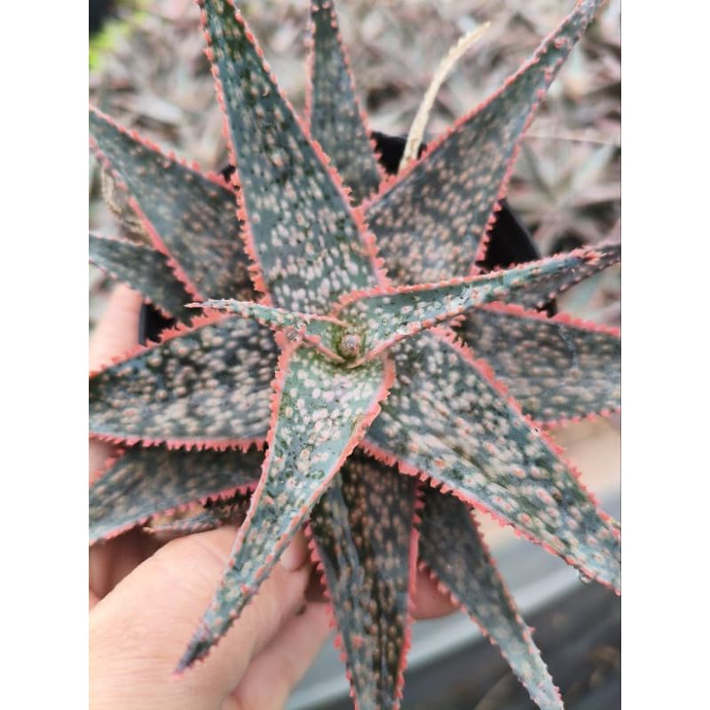 Aloe Vermelha